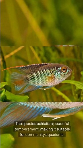 The Goldeneye Cichlid (Nannacara Anomala) | Amazing Aquatics