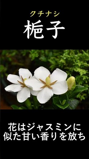 クチナシ解説#shorts #植物 #クチナシ#梔子#解説 解説