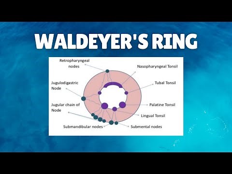 Waldeyer's Ring