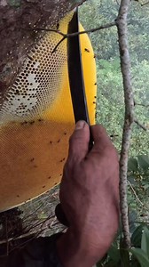 Discover the amazing benafits of pure honey🍯🥰 #honey #nature #wellnes | Aris Purwadi