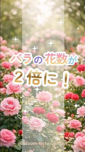 バラの剪定で花数2倍！初心者でも失敗しない切り方のコツ #バラ #剪定 #ガーデニング