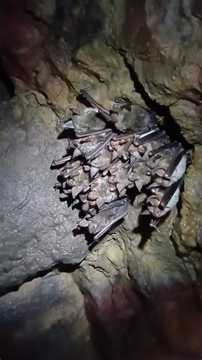 Adorable bats dreaming in Czech caves #bats