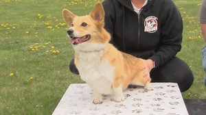 Missoula Valley Corgis host "Corgtucky" Derby