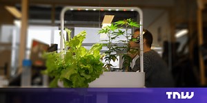 Video: We grew weed in our office with this ~high~ tech smart garden