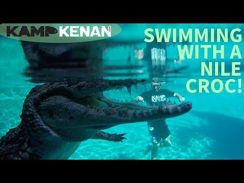 Swimming with a Nile Crocodile!