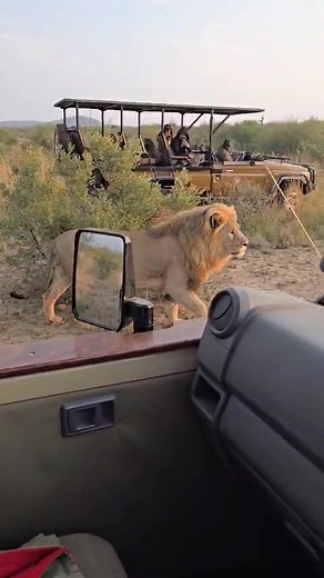 Gorgeous Lion Encounter at Madikwe Game Reserve