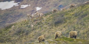 ‘America the Beautiful’ Review: Nature as Hero