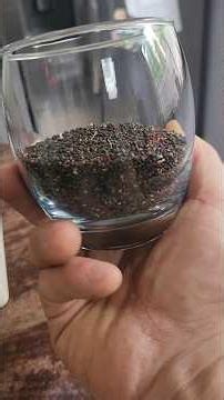Kale Seed collecting #gardening #seeds #seedcollection #seedcleaning #garden #diy