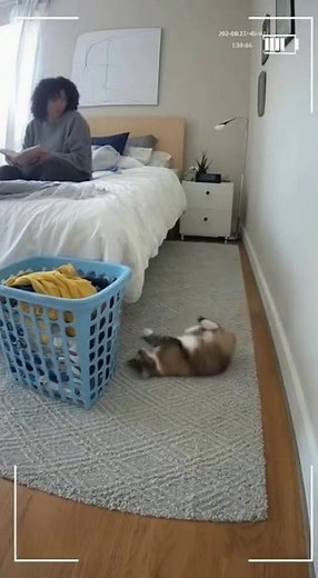 CCTV Munchkin Cat’s Handstand Challenge!
