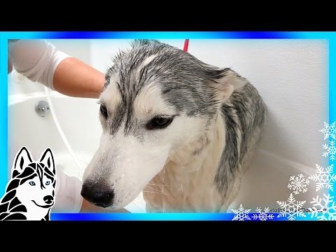 Siberian Husky Memphis Bath Grooming Time! BATH TIME CHALLENGE