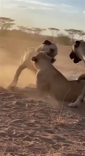 KANGAL vs. LION: Real Fight to the Death? 😱🦁