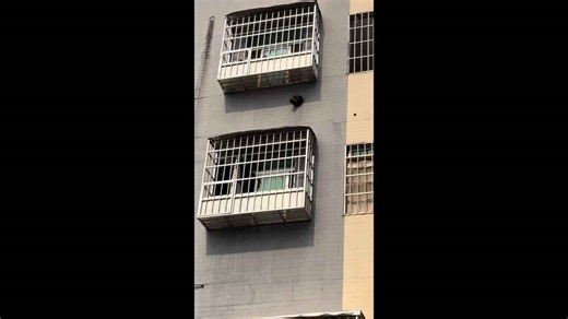 Dog peeks through hole and barks in Guangdong, China