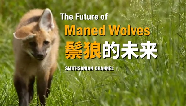 【动保组织】[混合外挂] 园内野生世界 - 鬃狼的未来 | The Future of Maned Wolves