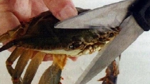 This Kills The Crab | Know Your Meme