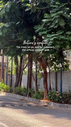 Nature’s Confetti — Golden Floral Rain & Summer Is On Its Way 🌿☀️ #nature #fall #summer