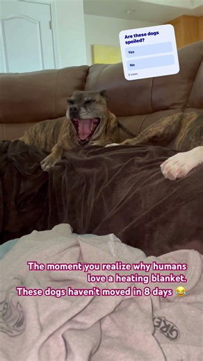 Heating blanket rules! #nevada #helpmemakethismakesense #automobile
