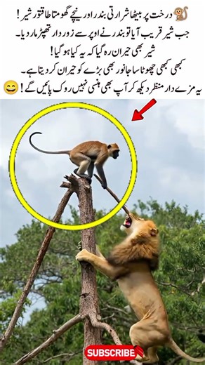 Monkey Slaps Lion From Tree 😂 Funny Animal Moment #monkey #lion #funnyanimals