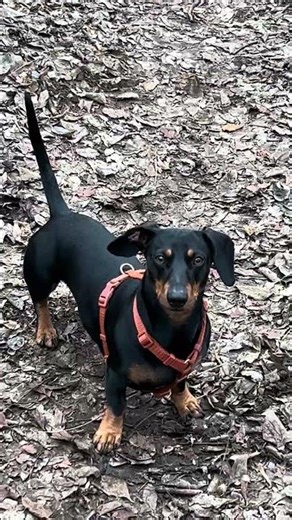 Smallest Lightning Rod Fuli #dachshund #dog