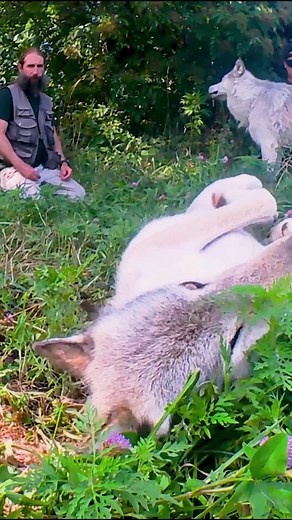 It’s time to sniff out the science behind wolf scent rolling with Behavior Brian 🐺✨. Put on your wolf hat (you didn’t forget it, right?) and get ready to explore a few of the many ideas researchers have about why wolves do this quirky behavior. And if you thought the TV show Sex and the City had nothing to do with wolves… think again. | Wolf Park