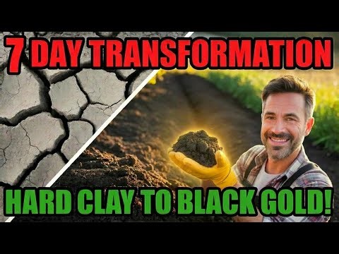 I Turned Rock Hard Clay Into Black Gold in 7 Days!