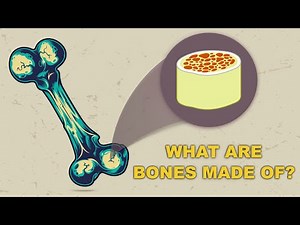 Bone tissue engineering | hierarchical structure