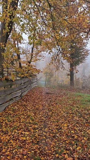 8.6K views · 163 reactions | Darmstadt - Eberstadt Hesse Germany Autumn 2025  | Devika Wadigamangawa | Facebook