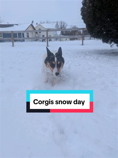 a *snow* day in the life of Winston the blue merle corgi #snow #corgi #dayinmylife