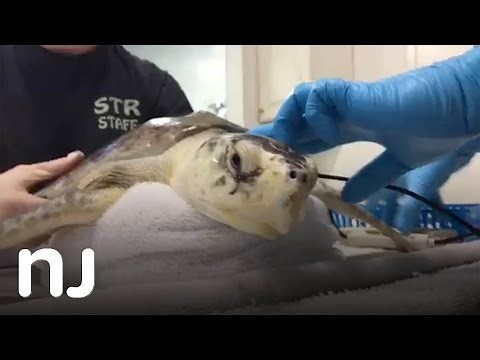 Listen to a sea turtle's heartbeat