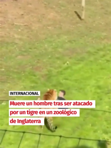 🐅 Un hombre ha muerto este sábado, 10 de octubre, tras ser atacado por un tigre en el parque de vida silvestre de Yorkshire, en Inglaterra. La víctima había accedido al recinto de los felinos cuando fue atacada por el animal y falleció en el lugar de los hechos. 🚨 La policía recibió el aviso sobre las 13:35 horas y se desplazó hasta las instalaciones, donde se activaron los protocolos de emergencia. El parque fue evacuado y las autoridades confirmaron que el tigre permaneció en su recinto, res