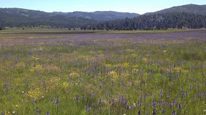 1.5K views · 21 reactions | Mesmerized out on the Modoc: An...