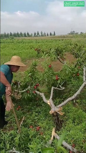 🍑🌿 Heavy Renewal Pruning to Reshape Mature Fruit Trees