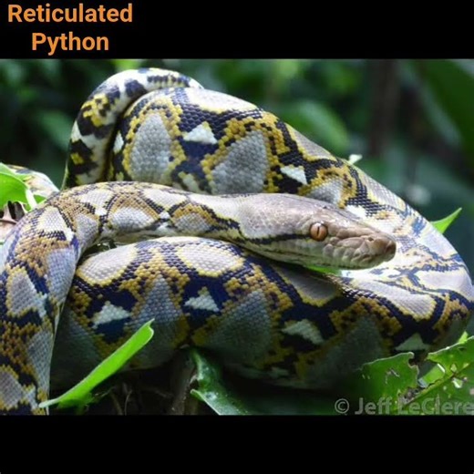 Reticulated Python