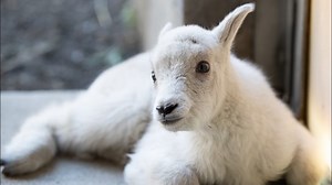 Seattle's Woodland Park Zoo welcomes first baby mountain goat in 23 years