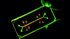 Why mimicking human organs on 'chips' could be a gamechanger for drug research