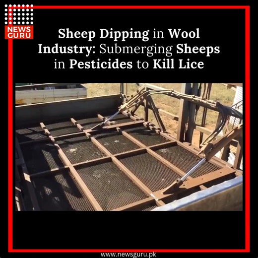 954K views · 1.9K reactions | Sheep dipping is a method used in the...