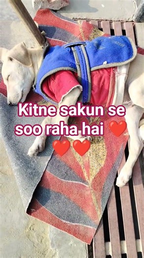 Dosto ye aapka ghar lutne nahi aate hai #plzdoghelp#views_viral_video_subscribers_grow