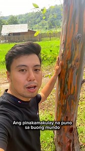 Ang pinakamakulay na puno sa buong mundo - Bagras/Rainbow tree (Eucalyptus deglupta) | Brgy. Oloc, Lauaan, Antique (along national highway) #philippinenativetrees #Bagras #rainbowtree #Antique #Lauaan #LauaanAntique #fypviralシ #fypシviralシ2024 #reelsfacebook #reelsfypシ #fypシ #aklanongmanggugubat | Aklanong Manggugubat