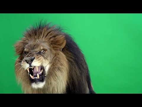 Fierce Lion Roar - Sound Effect #freesounds #freesounds #soundeffect #sound #animalssounds #wildlife