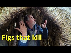 Strangler figs explained: keystone killers of the canopy