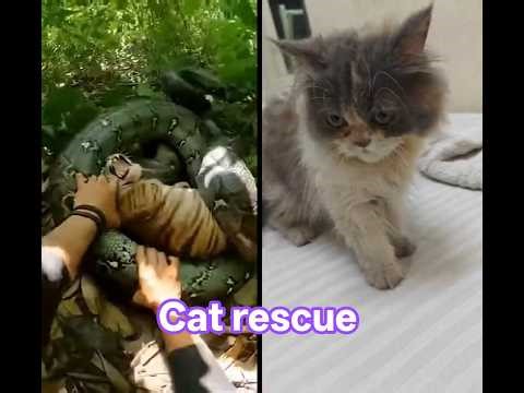 rescue 🛟 big kitten from Python #catrescue #cat #petlovers #python