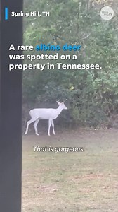 Watch as a family spots rare albino deer in backyard