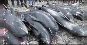 Dead Dolphins washed ashore in Ghana raise concerns | Africanews