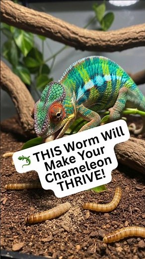 🤯 The #1 Live Treat Chameleons Go CRAZY For!