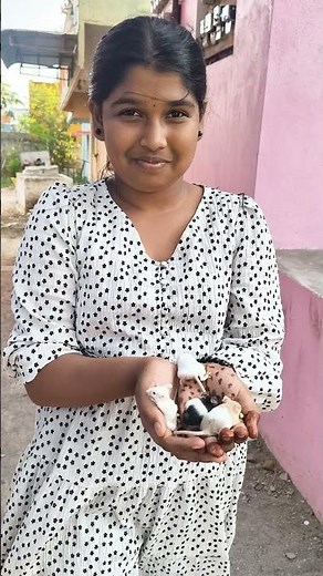 fancy mice available at ramesh pets 9790966338