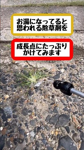 お湯✖️除草剤を根強いメヒシバとかにかけてみた#雑草 #草刈り