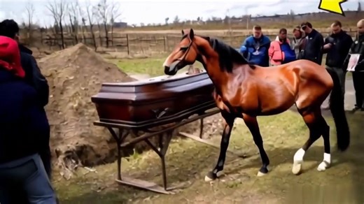 😱 A ló ráugrott a koporsóra a temetésen – és akkor... SÍRÁST hallottak belőle! 😮😮😮 Senki sem sejtette, hogy Anna temetése nem úgy fog lezajlani, mint a többi. A sírásók már épp földet ragadtak, amikor hirtelen őrült dübörgés rázta meg a temetőt. A faluvég felől vágtázott elő a tehenészet öreg lova, sörénye lobogott, szemei vadul izzottak. Egyenesen a nyitott sírgödör felé száguldott, és senki nem tudta megállítani. A ló – mintha őrjöngött volna – teljes erőből beugrott a gödörbe, egyenesen A