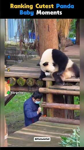 Ranking the most adorable panda babies #panda #cute #shorts