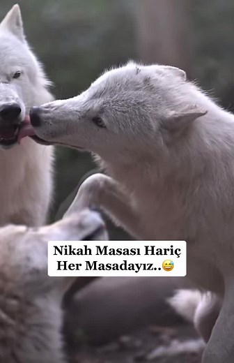 DADAŞBEY.25 TikTok'ta