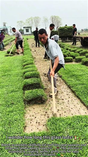 Cutting Perfect Turf Rolls for Lawns 🌿✂️