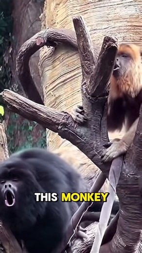 This Monkey Screams Like a Jungle Alarm🚨🗣️🐒#shorts